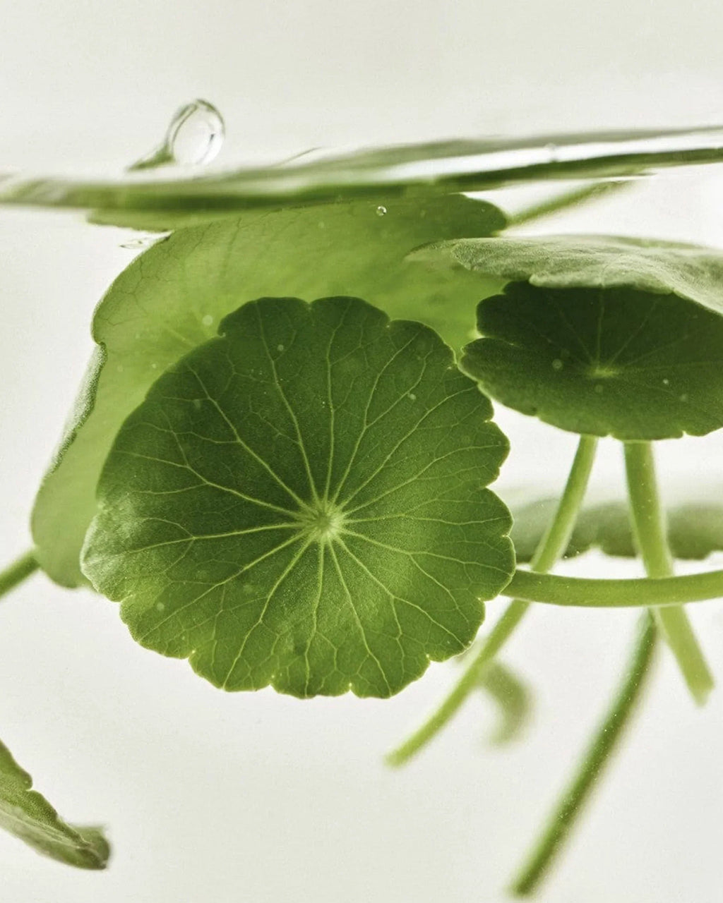Beauty of Joseon - Sérum Light On: Centella + Vitamina C